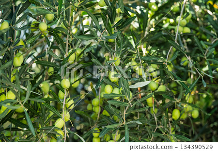 green olives growing 134390529