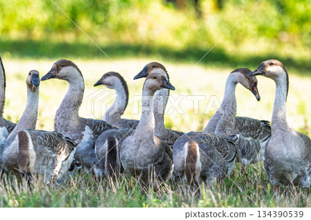 geese graze in a meadow 134390539