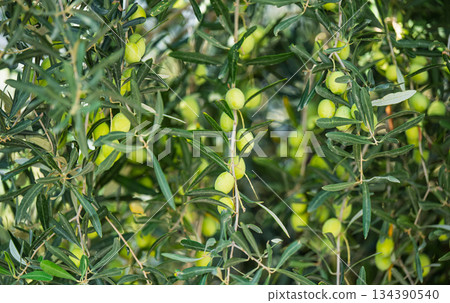green olives growing 134390540