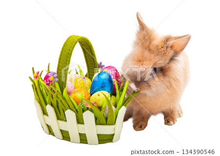 Red rabbit isolated 134390546