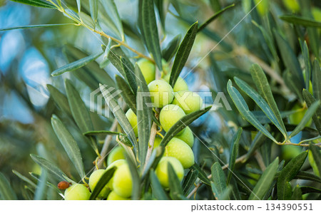 green olives growing 134390551