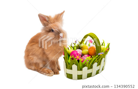 Red rabbit isolated Red rabbit isolated 134390552