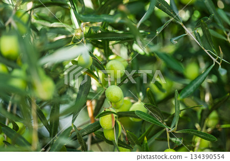 green olives growing 134390554