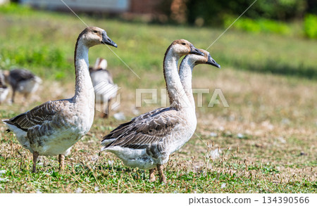 geese graze in a meadow geese graze in a meadow 134390566