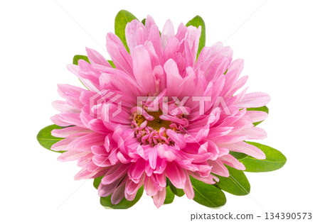 Aster isolated 134390573