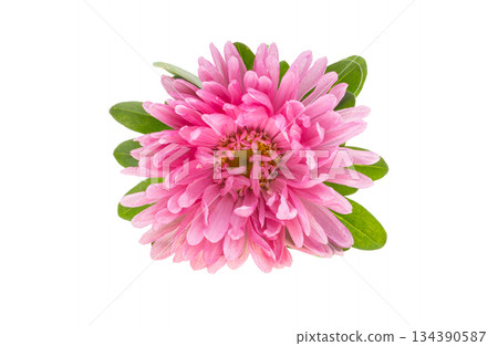 Aster isolated 134390587