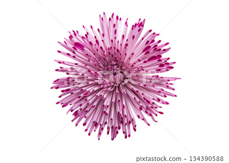 Chrysanthemum isolated 134390588