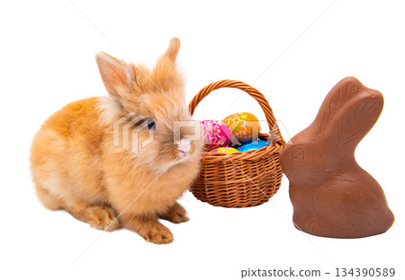 Red rabbit isolated Red rabbit isolated 134390589