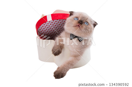 Gray kitten isolated Gray kitten isolated 134390592