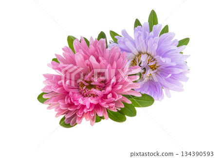 Aster isolated 134390593