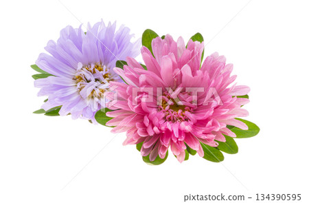 Aster isolated 134390595