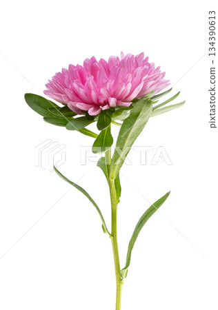 Aster isolated 134390613