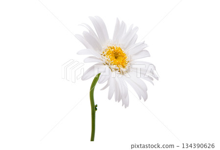 White chamomile isolated 134390626