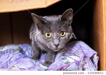 Adventurous feline gaze, Curious young cat peers from cardboard shelter with bright eyes 134390651