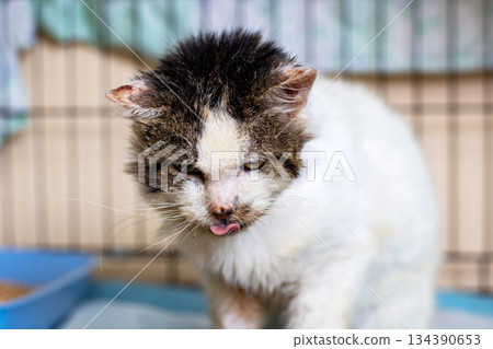 Haggard white feline confined in cage receives urgent medical attention and compassion 134390653