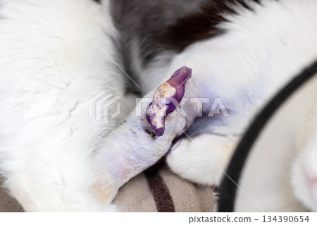 Injured paw of small kitten was badly harmed but subsequently received proper safeguarding and care Injured paw of small kitten was badly harmed but subsequently received proper safeguarding and care 134390654