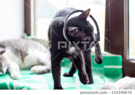 Active black cat with ring collar ventures across sunlit windowsill while companion lounges nearby Active black cat with ring collar ventures across sunlit windowsill while companion lounges nearby 134390670
