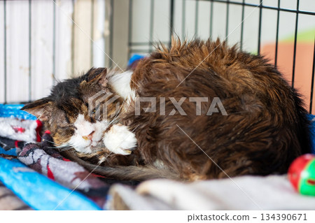 Old feline in cozy bed, Mature cat with mottled fur curled peacefully on warm blanket bed 134390671