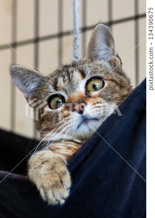 Sweet patched kitten peering from cozy hideout with bright alert eyes and tiny gripping paws Sweet patched kitten peering from cozy hideout with bright alert eyes and tiny gripping paws 134390675