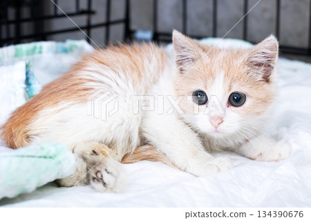 Feline resting quietly, Pet kitten with gentle curiosity resting peacefully in enclosure 134390676