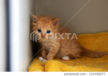Small ginger kitten, Delicate faded furball in cozy nurturing environment monitored regularly 134390677