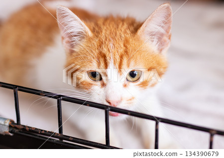 Spirited orange kitten eagerly desires tender touches and warm companionship from loving hands 134390679