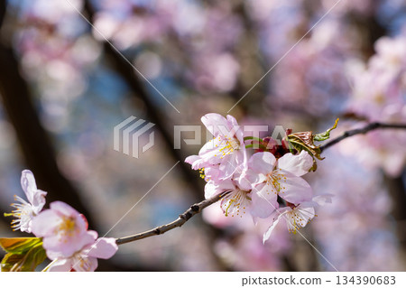 A detailed close up view of a tree branch adorned with beautiful pink flowers A detailed close up view of a tree branch adorned with beautiful pink flowers 134390683