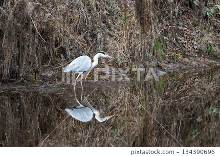 a grey heron stands 134390696