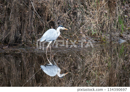 a grey heron stands a grey heron stands 134390697