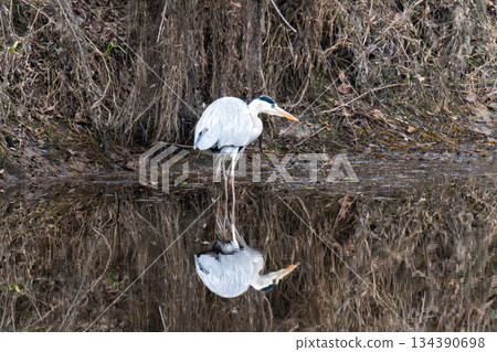 a grey heron stands 134390698