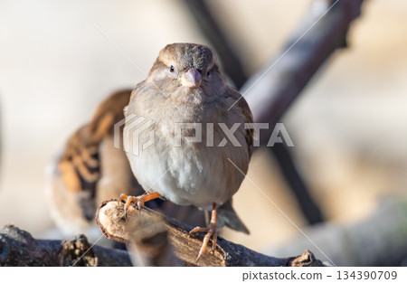 sparrow close-up 134390709