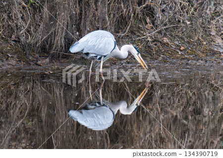 a grey heron stands 134390719