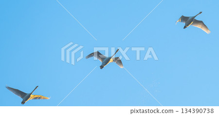 flying swans flying swans 134390738