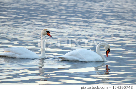 swans are swimming swans are swimming 134390748