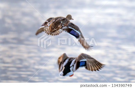 ducks flying over 134390749