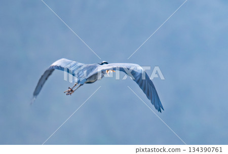a grey heron flies 134390761