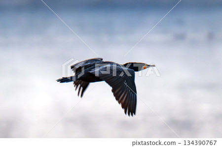 ducks flying over 134390767