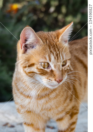 Ginger Cat Sitting on Park Bench Outdoors. High quality photo 134390827