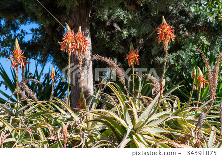 Aloe vera, flower, red, green, plant, background, aislated, black. High quality photo Aloe vera, flower, red, green, plant, background, aislated, black. High quality photo 134391075