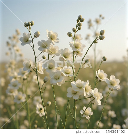 AI generated Softly blurred background enhances delicate gypsophila flowers with dew AI generated Softly blurred background enhances delicate gypsophila flowers with dew 134391402