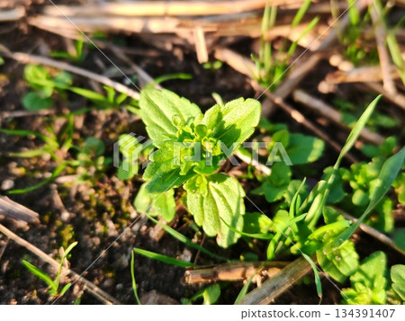 Young Green Plant Sprout in Soil. Close-up of fresh green seedling emerging from dark soil with surrounding grass, symbolizing growth and nature. Young Green Plant Sprout in Soil. Close-up of fresh green seedling emerging from dark soil with surrounding grass, symbolizing growth and nature. 134391407
