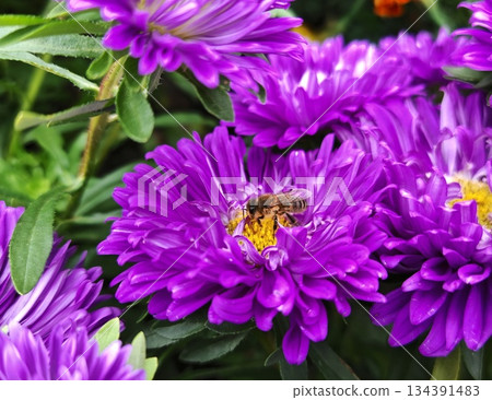 Honey Bee Pollinating Vibrant Purple Aster Flowers Close-Up. Close-up of a honey bee collecting pollen on bright purple aster flowers with green leaves. Natural outdoor macro shot, perfect for nature  134391483