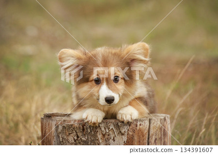 An adorable red and white fluffy corgi puppy sits on a wooden stump against a blurred background of autumn nature. The puppy resembles a cute fox. An adorable red and white fluffy corgi puppy sits on a wooden stump against a blurred background of autumn nature. The puppy resembles a cute fox. 134391607