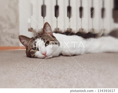 Cat lying near radiator. Cute Tabby Cat Lying on Floor Near Radiator. Adorable tabby and white cat lying relaxed on carpeted floor in front of home radiator, cozy indoor pet portrait. Cat lying near radiator. Cute Tabby Cat Lying on Floor Near Radiator. Adorable tabby and white cat lying relaxed on carpeted floor in front of home radiator, cozy indoor pet portrait. 134391617