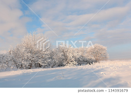 Russian nature in winter, christmas background. After a snowfall, tree branches are covered with snow and sparkle in the sun. This is a beautiful winter banner, new year card Russian nature in winter, christmas background. After a snowfall, tree branches are covered with snow and sparkle in the sun. This is a beautiful winter banner, new year card 134391679