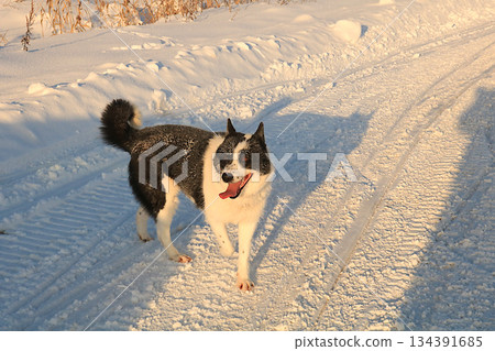 Funny dog on a winter road, Russian village in winter, Christmas background. outdoor walking concept, love for pets, winter banner, New Year card, selective focus 134391685
