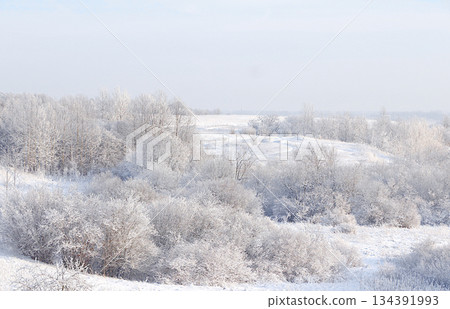 Russian nature in winter, beautiful Christmas background. After a snowfall, tree branches are covered with snow and sparkle in the sun, in severe frost and low temperatures. 134391993