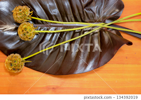 Dried Scabiosa flowers and black leaves 134392019