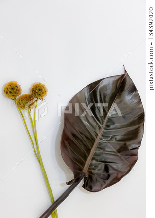 Unique dried flowers and large leaves_Vertical Unique dried flowers and large leaves_Vertical 134392020