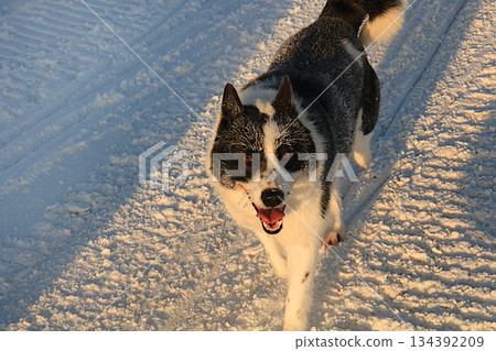 Funny dog on a winter road, Russian village in winter, Christmas background. outdoor walking concept, love for pets, winter banner, New Year card, selective focus Funny dog on a winter road, Russian village in winter, Christmas background. outdoor walking concept, love for pets, winter banner, New Year card, selective focus 134392209
